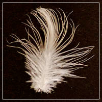 goose down feather image of a goose feather for comparison to a down cluster.